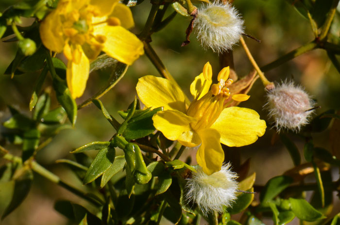 Creosote Bush is the dominant or co-dominant species, and one of the most import elements, of several desert ecosystems. Larrea tridentata 